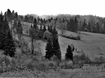 Panoramic view of pine trees in forest during winter