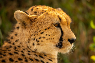 Close-up of cheetah staring right in profile