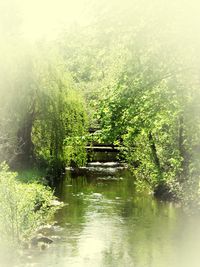 Scenic view of lake in forest