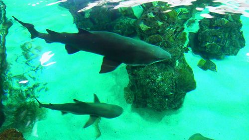 Close-up of fish in aquarium