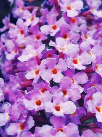 Full frame shot of purple flowers