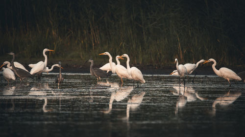 Flock of birds in calm lake