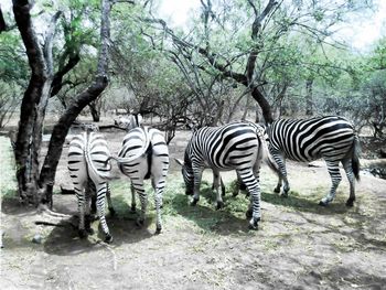 Zebras grazing in forest