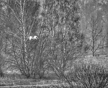 Bare trees in forest against sky