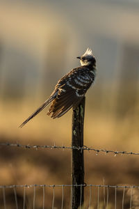 Close-up of bird perching on wooden post