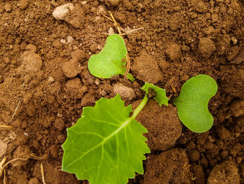 High angle view of small plant growing on field