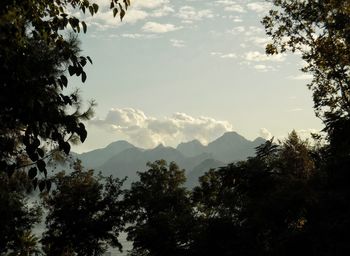 Low angle view of silhouette trees against sky