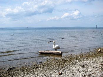 Swan and ducks in lake against cloudy sky