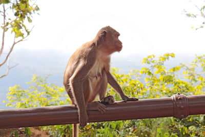 Monkey looking away while sitting on railing