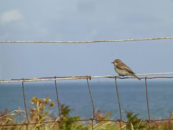 Close-up of bird perching against sky