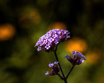 Close-up of purple flowering plant