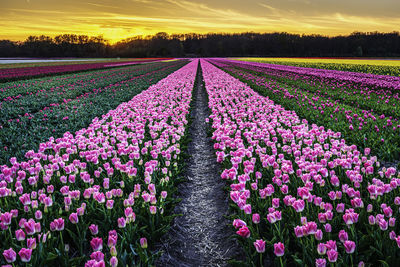 Scenic view of agricultural field against sky during sunset