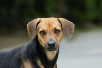 Close-up portrait of a dog