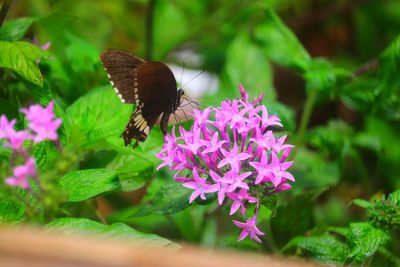 Butterfly pollinating on pink flower