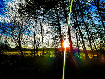 Low angle view of trees against sky