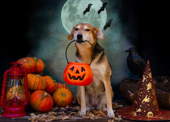 Dog with jack o lantern