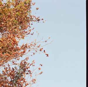 Low angle view of flowering plant against clear sky