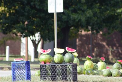 Watermelons