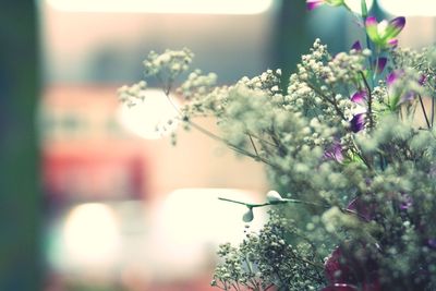 Close-up of purple flowering plant