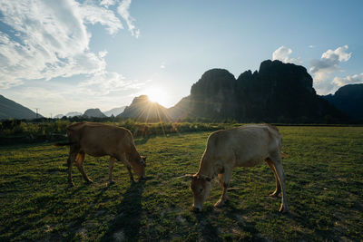 Horses grazing in a field