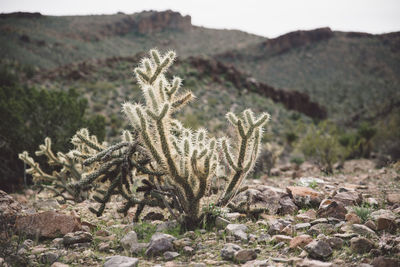 Close-up of cactus on field