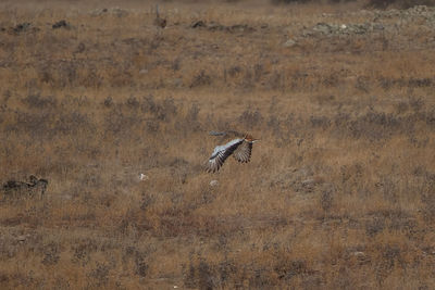 Bird flying over a field