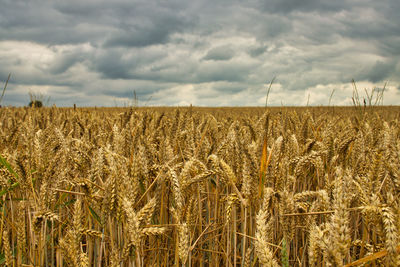 Wheat field against sky