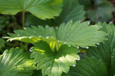Close-up of wet plant