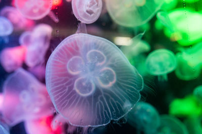 jellyfish