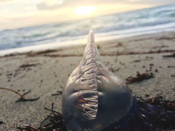 Close-up of jelly fish on sand