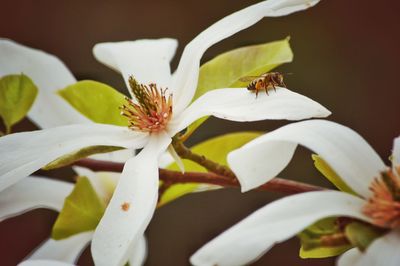 Close-up of bee pollinating flower