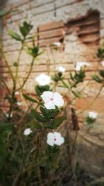 Close-up of white flowering plant