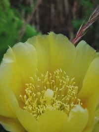 Close-up of yellow flowers