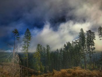 Low angle view of pine trees against sky