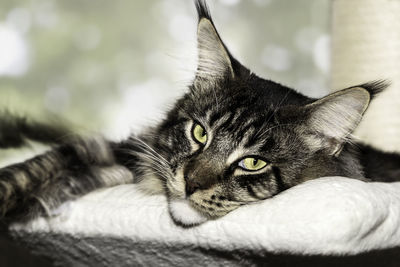 Close-up portrait of a cat
