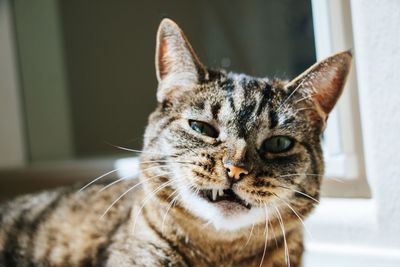 Close-up portrait of a cat