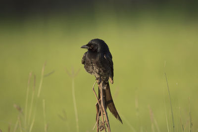 Close-up of black drongo perching on plant