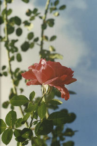Close-up of rose blooming against sky