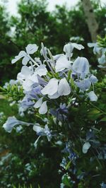 Close-up of white flowering plant