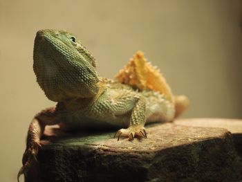 Lizard shedding peeling off old skin