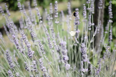 Close-up of purple flowering plants on field