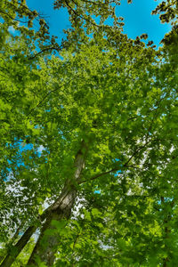 Low angle view of trees against sky