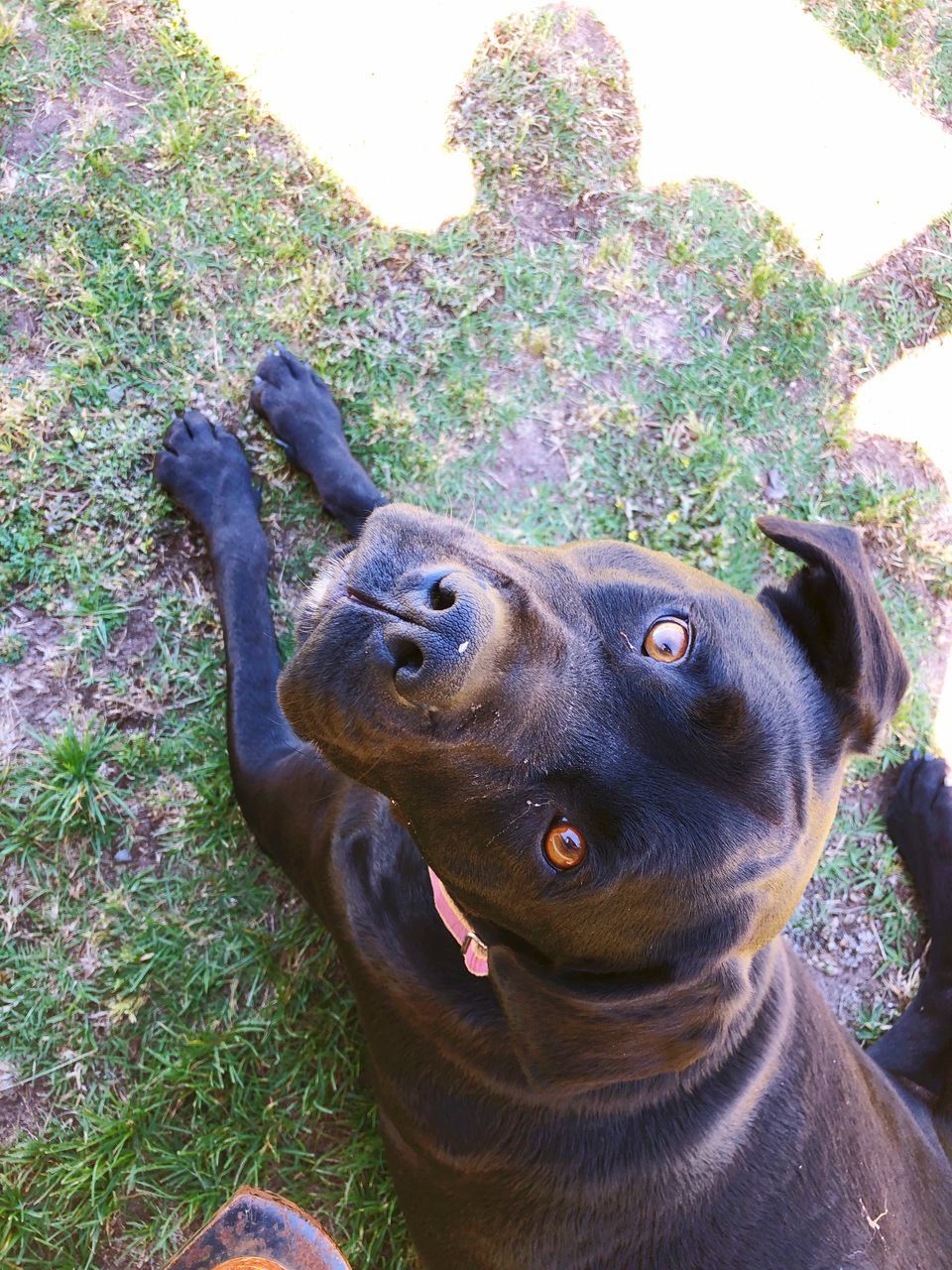 mammal, one animal, domestic animals, dog, canine, domestic, pets, vertebrate, plant, day, looking up, nature, looking, no people, high angle view, grass, portrait, outdoors, mouth open