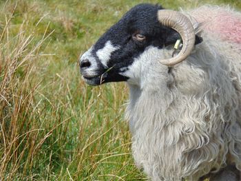 Sheep grazing on grassy field