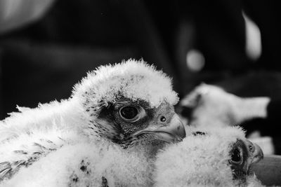 Close-up of birds