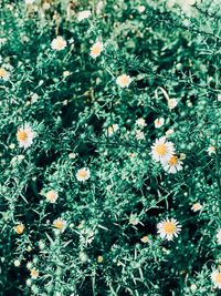 High angle view of yellow flowers blooming on field