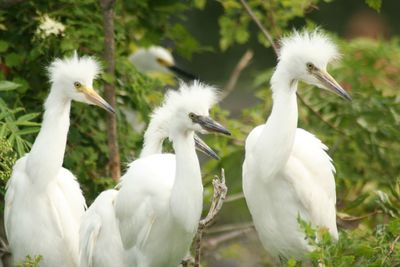 Egrets by plants