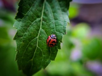 Close-up of ladybug on leaf