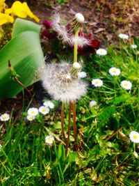 Close-up of white daisy flowers