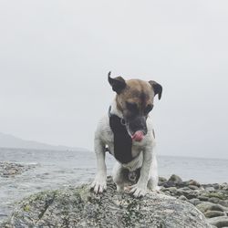Dog sitting in the sea